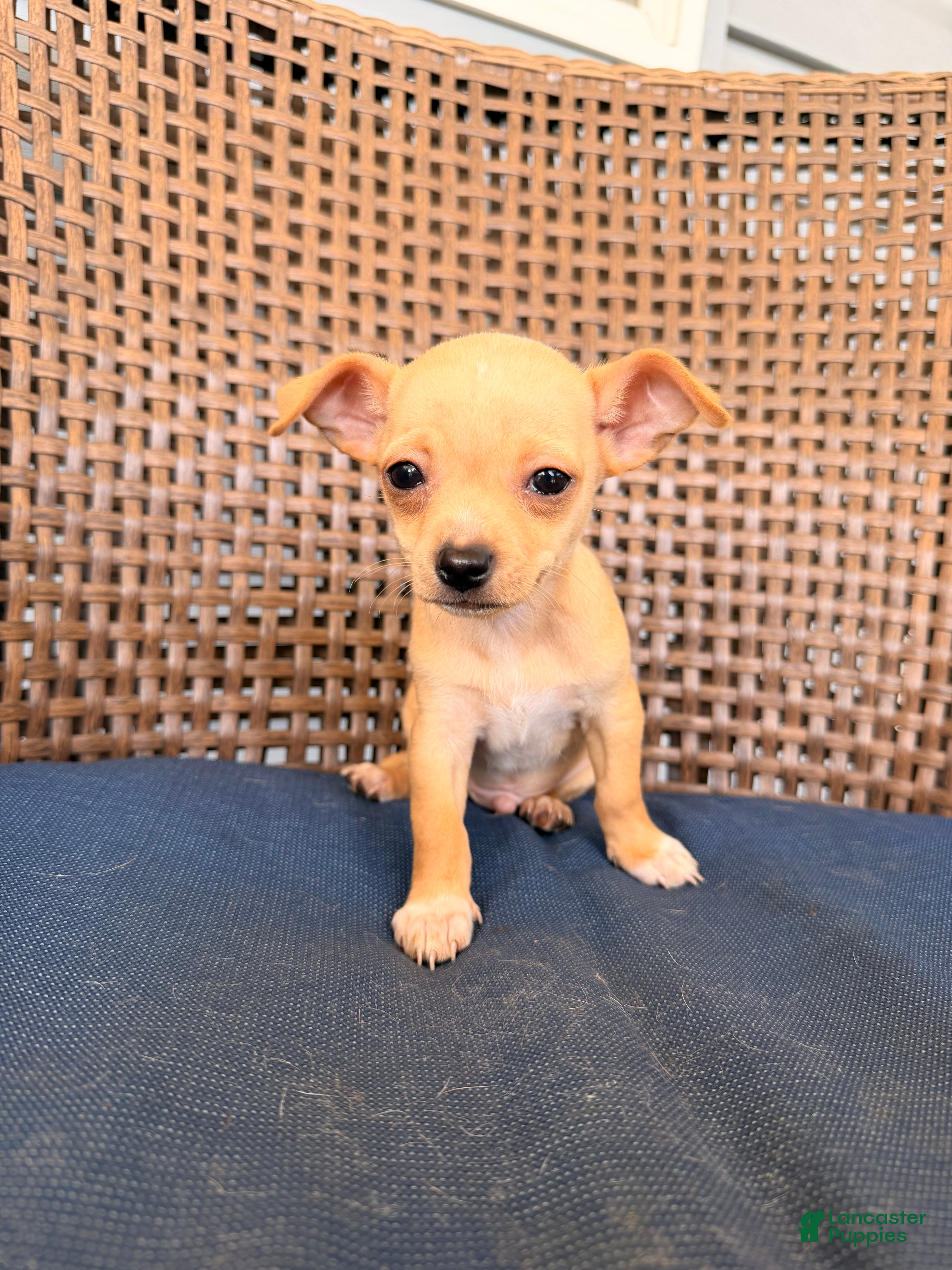 Chihuahua dogs Gordi  - Ad 2