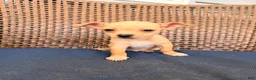 Chihuahua dogs for sale: Gordi  - Ad 2