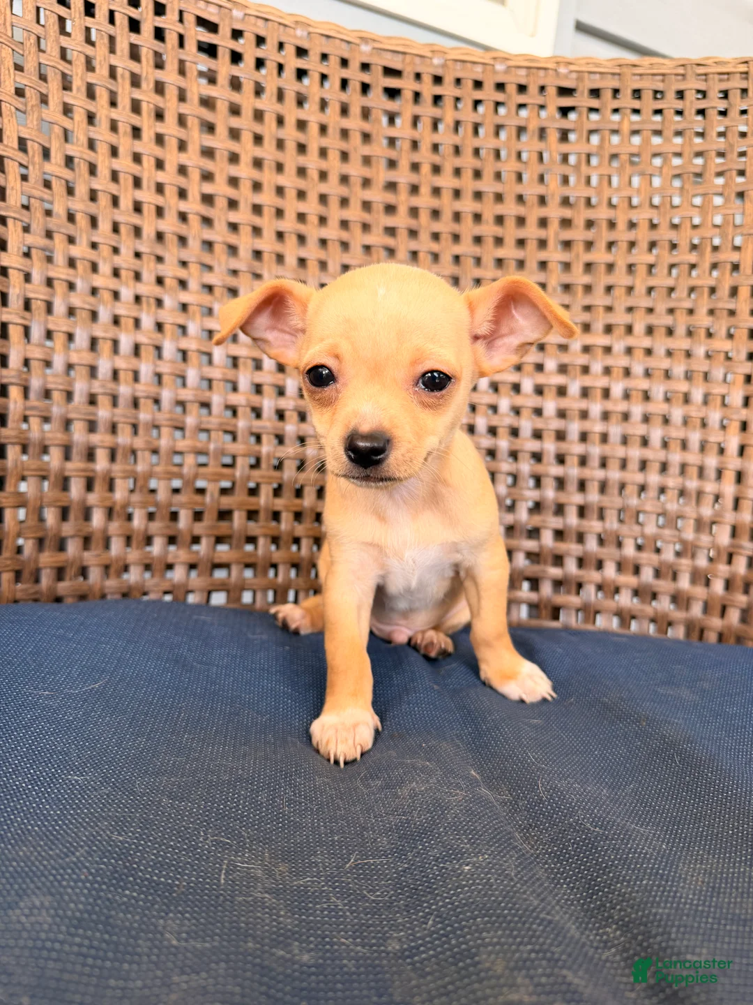 Chihuahua dogs for sale: Gordi  - Ad 2