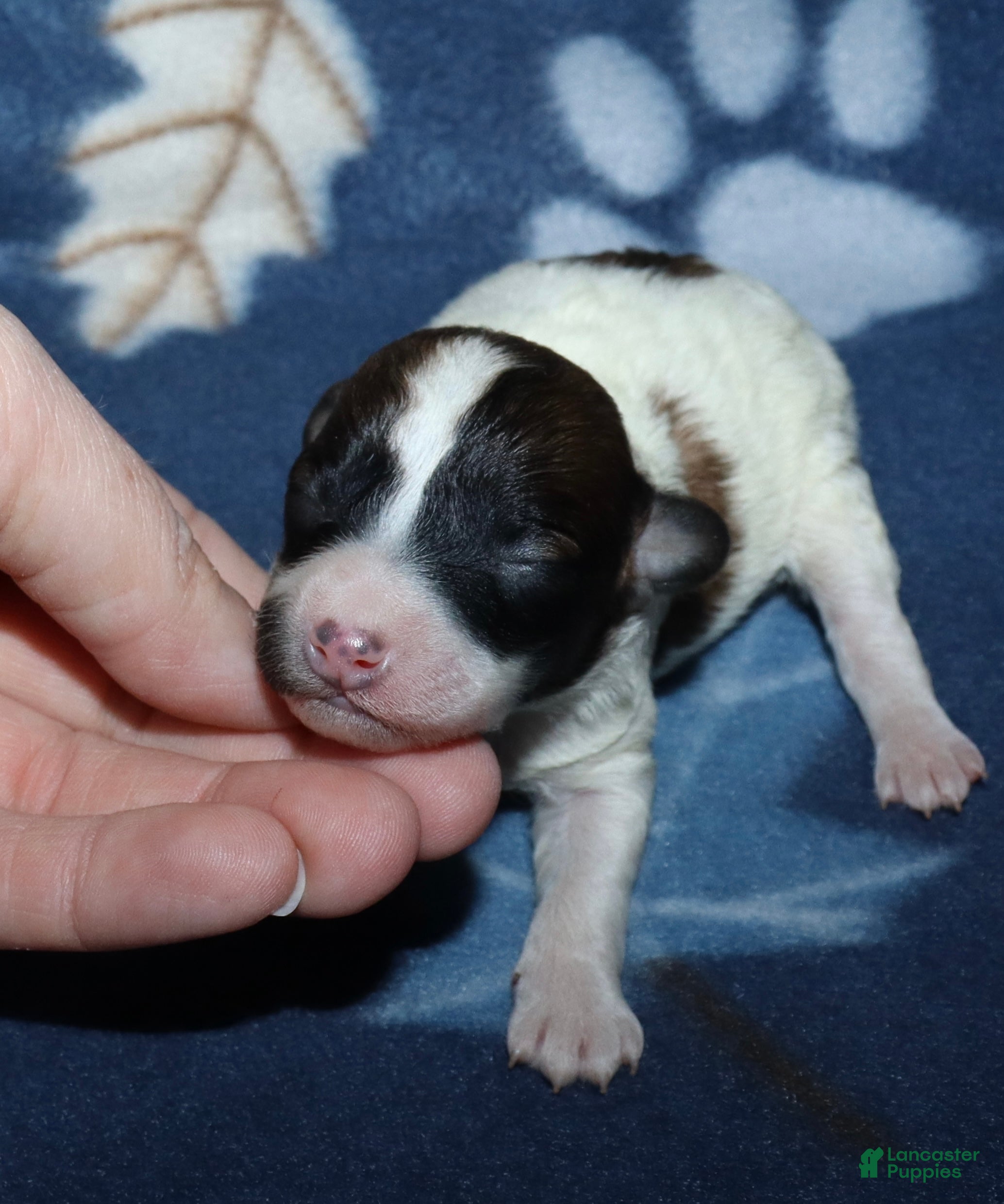 Miniature Poodle dogs Harlee’s Br&W male - Ad 5