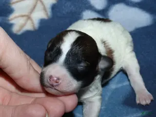 Miniature Poodle dogs Harlee’s Br&W male - Ad 5