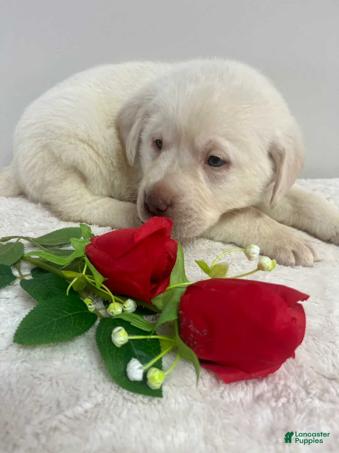 Labrador Retriever dogs for sale: Marley - Ad 4