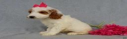 Mini Goldendoodle dogs for sale: Princess-MEDIUM - Ad 3