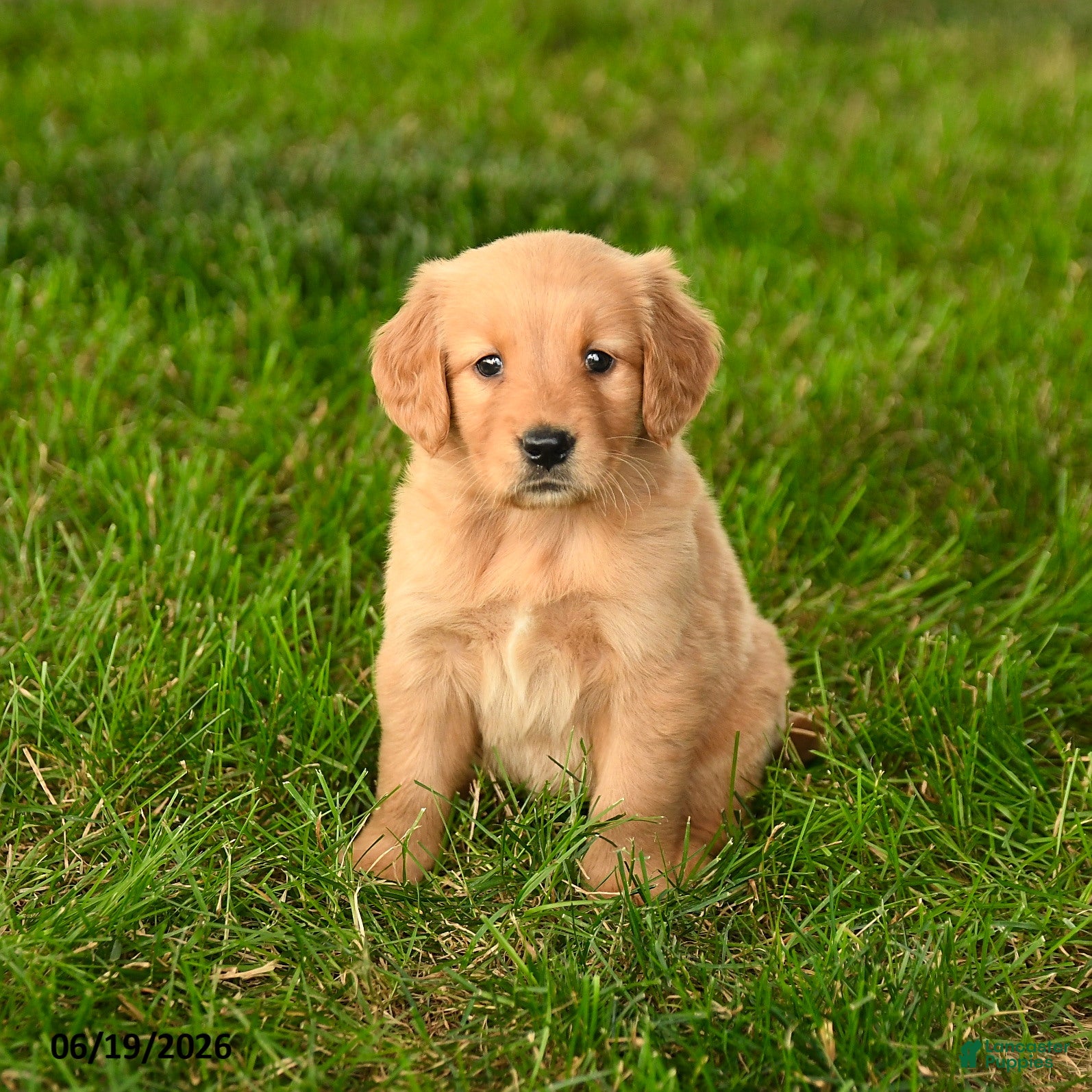 Golden Retriever dogs Charlotte - Ad 2