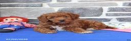 Cavapoo dogs for sale: Rupert - Ad 3