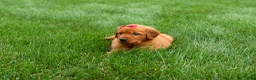 Golden Retriever dogs for sale: Quinny 🐾  - Ad 21