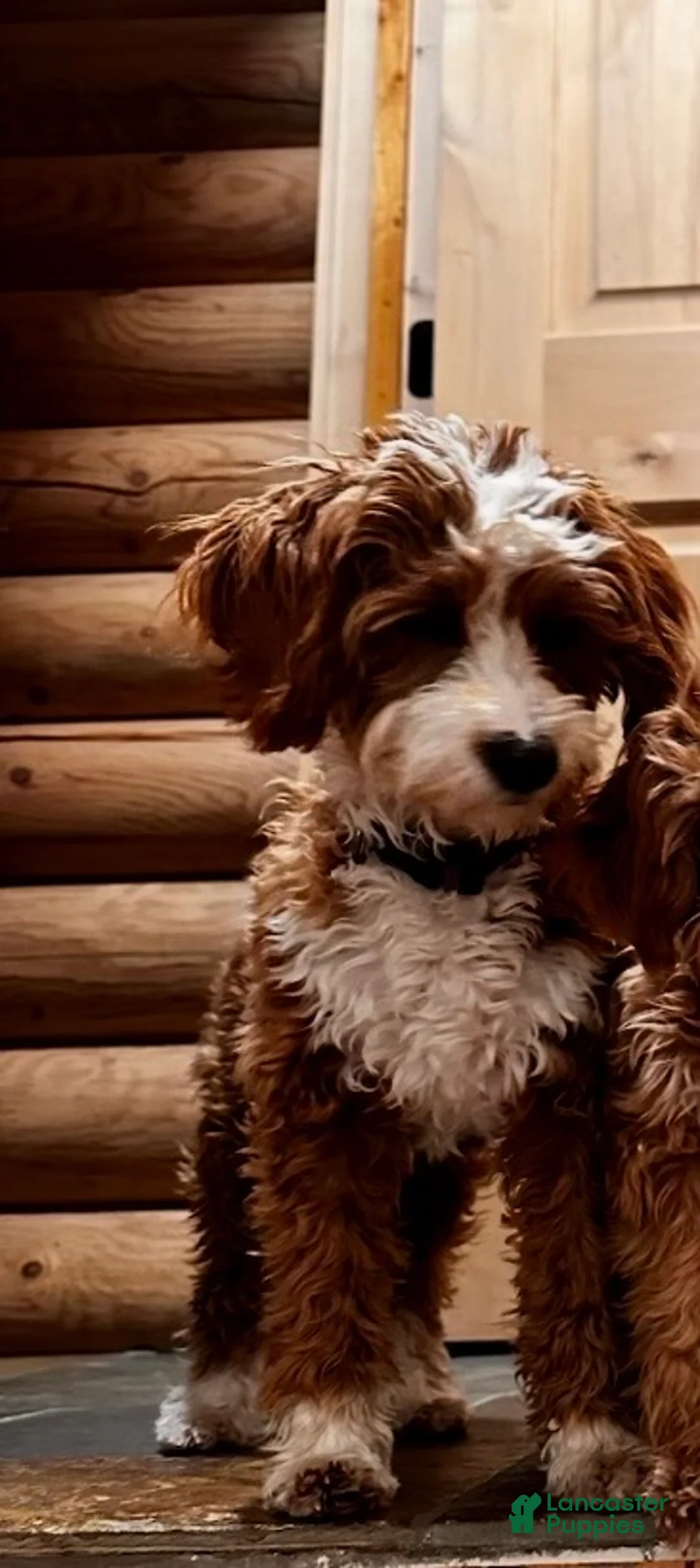 Mini Goldendoodle dogs for sale: Mini Goldendoodle 2 Hank - Ad 7