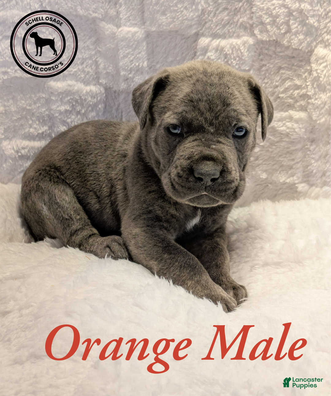 Cane Corso dogs for sale: Pink - Ad 17
