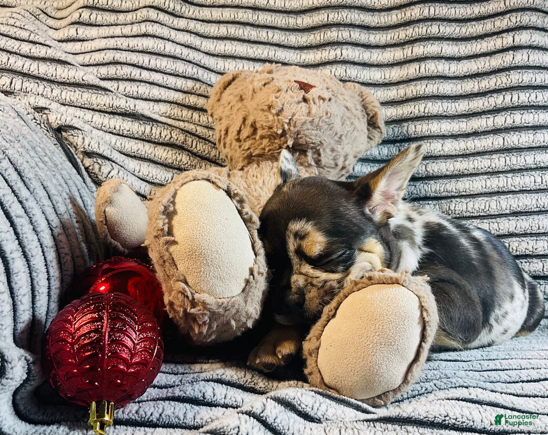 French Bulldog dogs for sale: MILA  - Ad 10