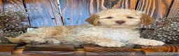 Cockapoo dogs for sale: Houston - Ad 3