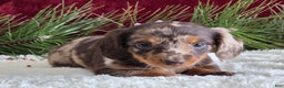 Miniature Dachshund dogs for sale: Kylie  - Ad 6