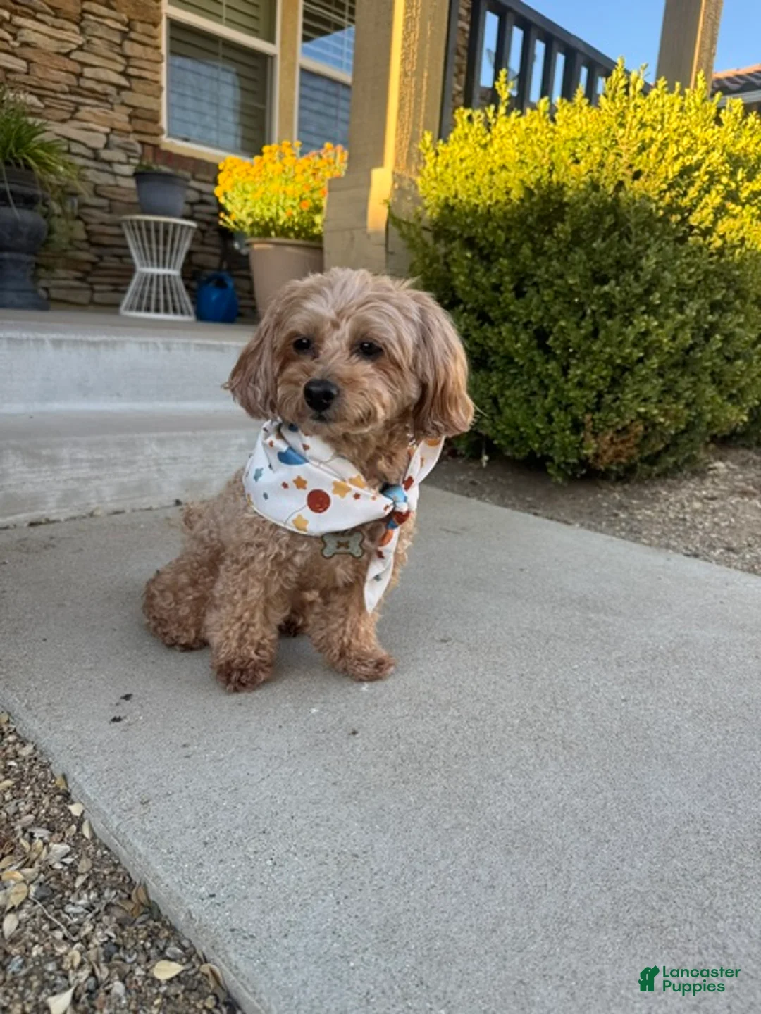 Maltipoo dogs for sale: Maltipoo 1 - Ad 2