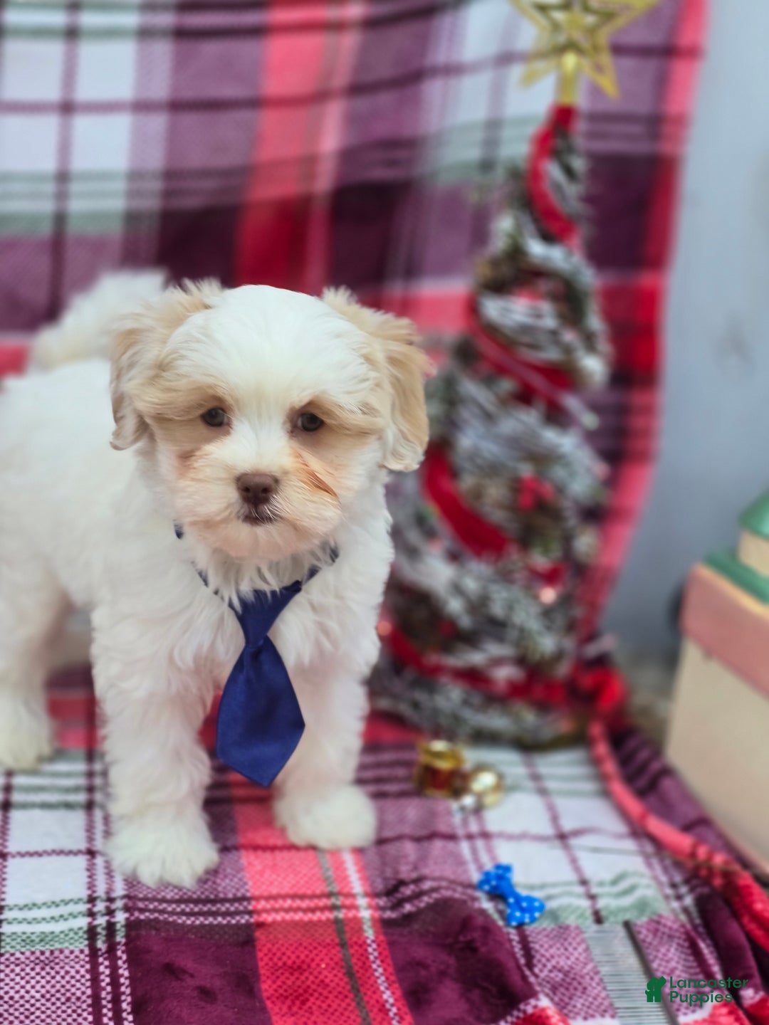 Mixed Breed dogs for sale: Creek - Ad 14