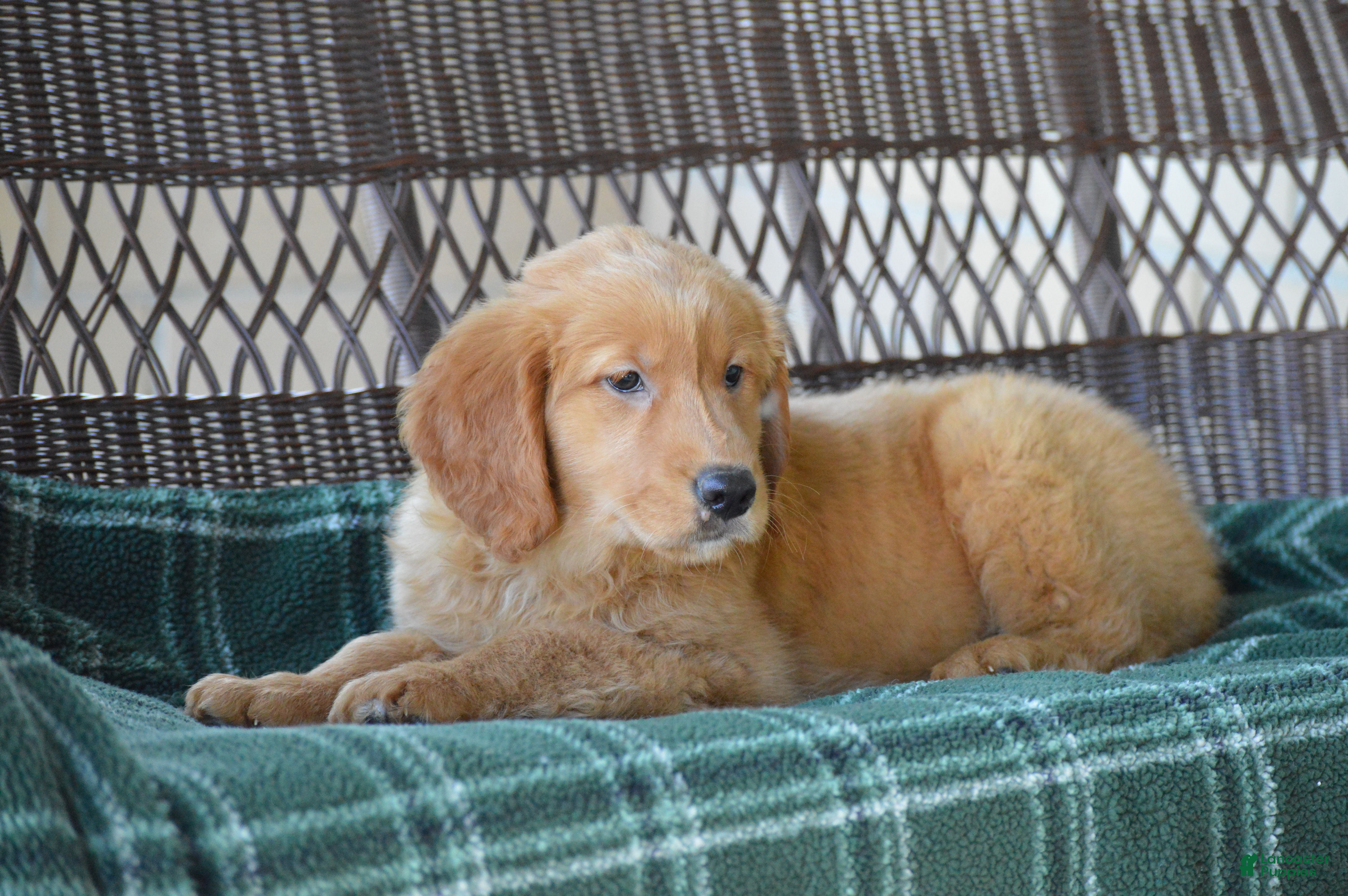 Golden Retriever dogs Ellie - Ad 1