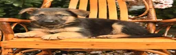 German Shepherd dogs for sale: Gunner - Ad 3