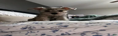 Miniature Schnauzer 1