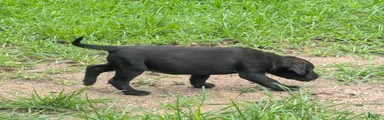 Labrador Retriever 4