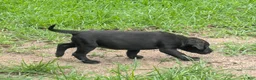 Labrador Retriever dogs for sale: Labrador Retriever 4 - Ad 1