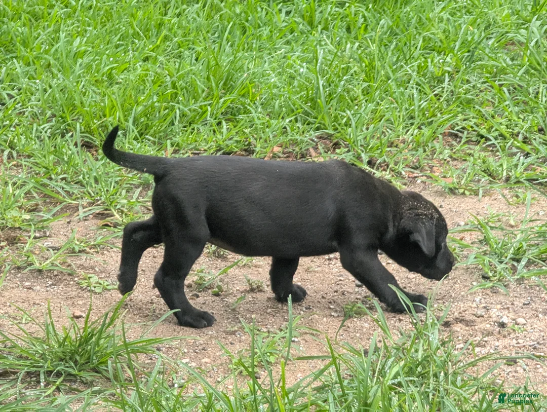 Labrador Retriever dogs for sale: Labrador Retriever 4 - Ad 1