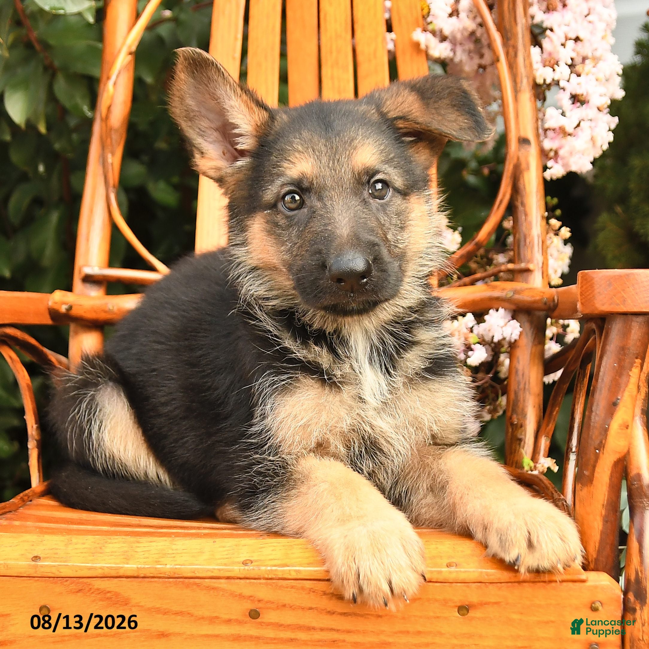 German Shepherd dogs Harley - Ad 2