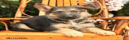 German Shepherd dogs for sale: Harley - Ad 2