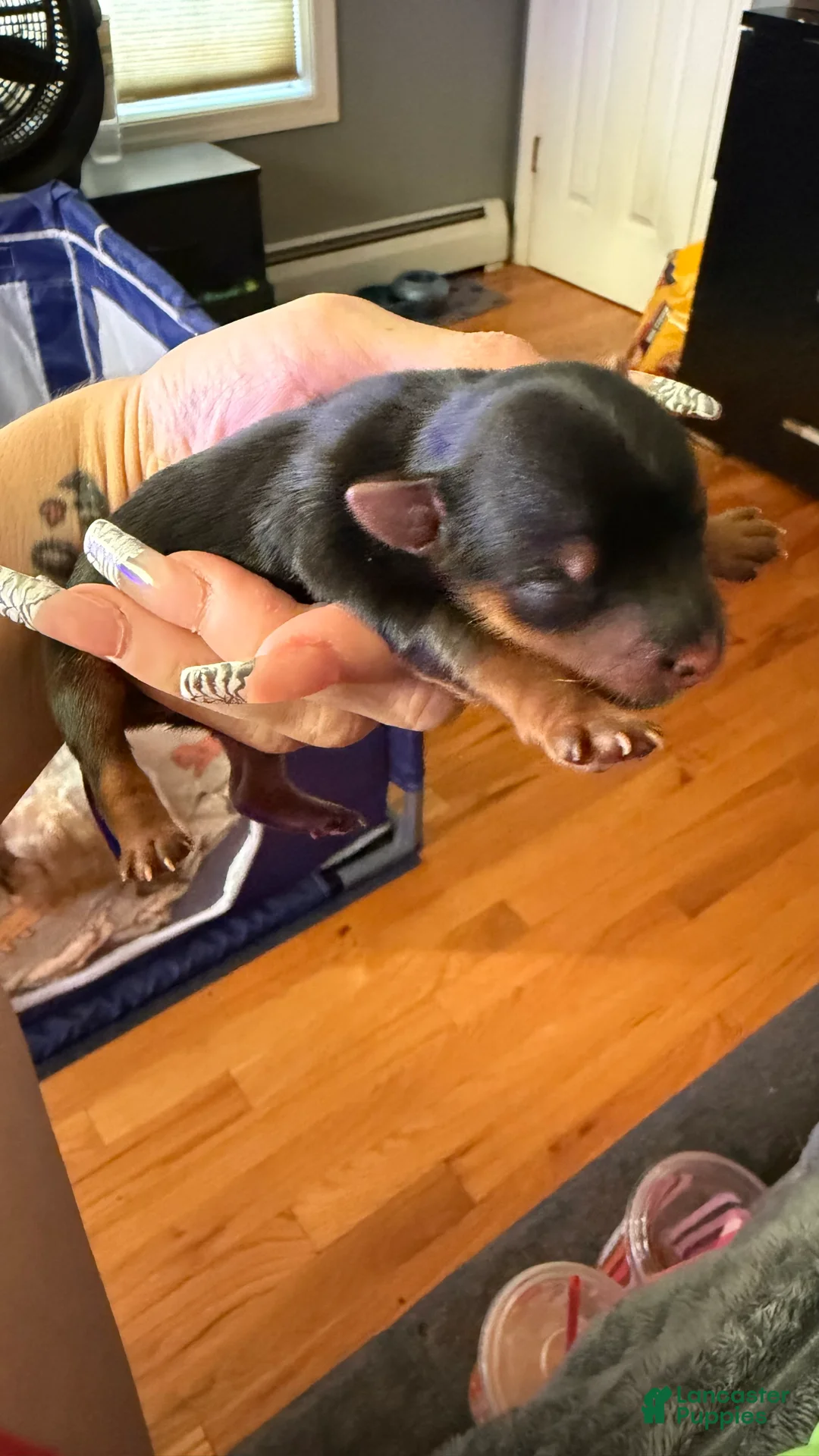 Yorkshire Terrier dogs for sale: Yorkshire Terrier Puppy 2 - Ad 1