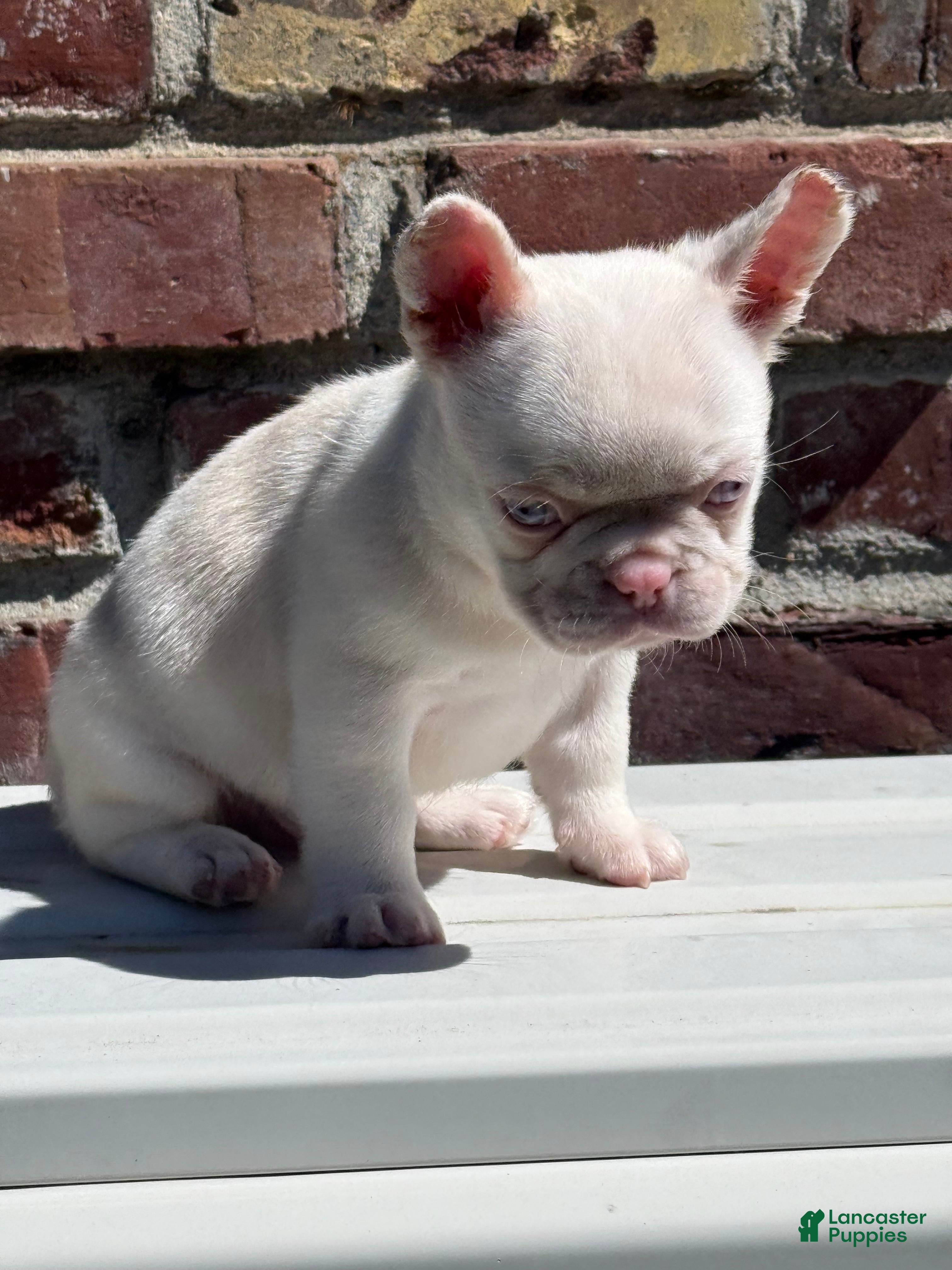 French Bulldog dogs Pinkey  - Ad 2