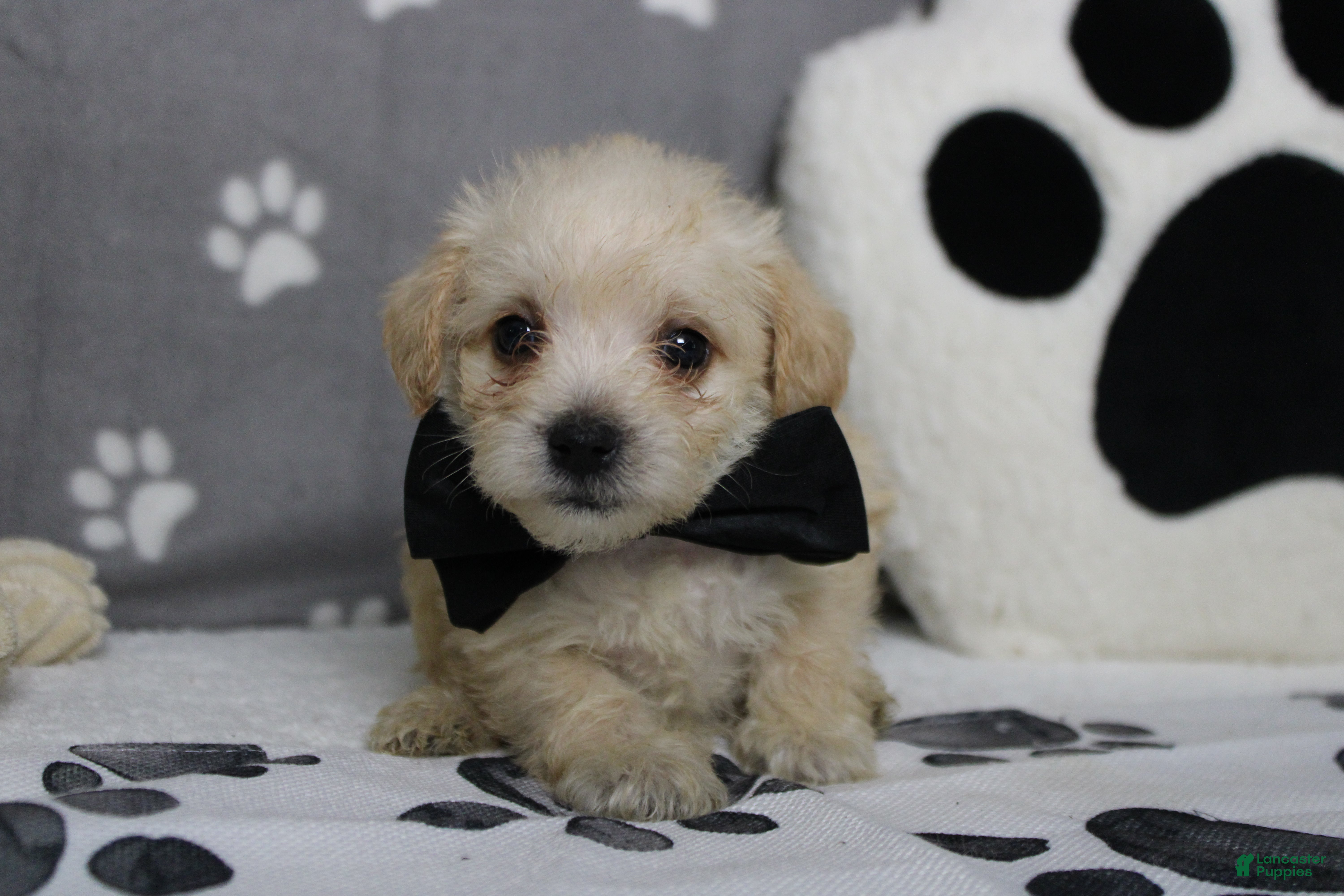 Schnoodle dogs Moscato  - Ad 7