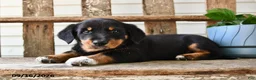 Mixed Breed dogs for sale: Aster - Ad 4