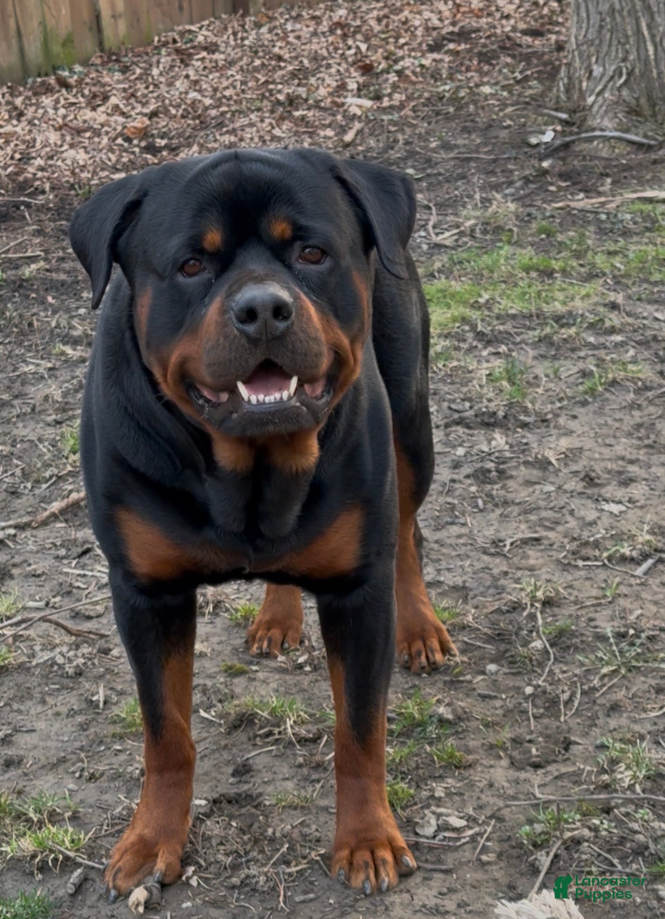 Rottweiler dogs for sale: Male 1 - Ad 5