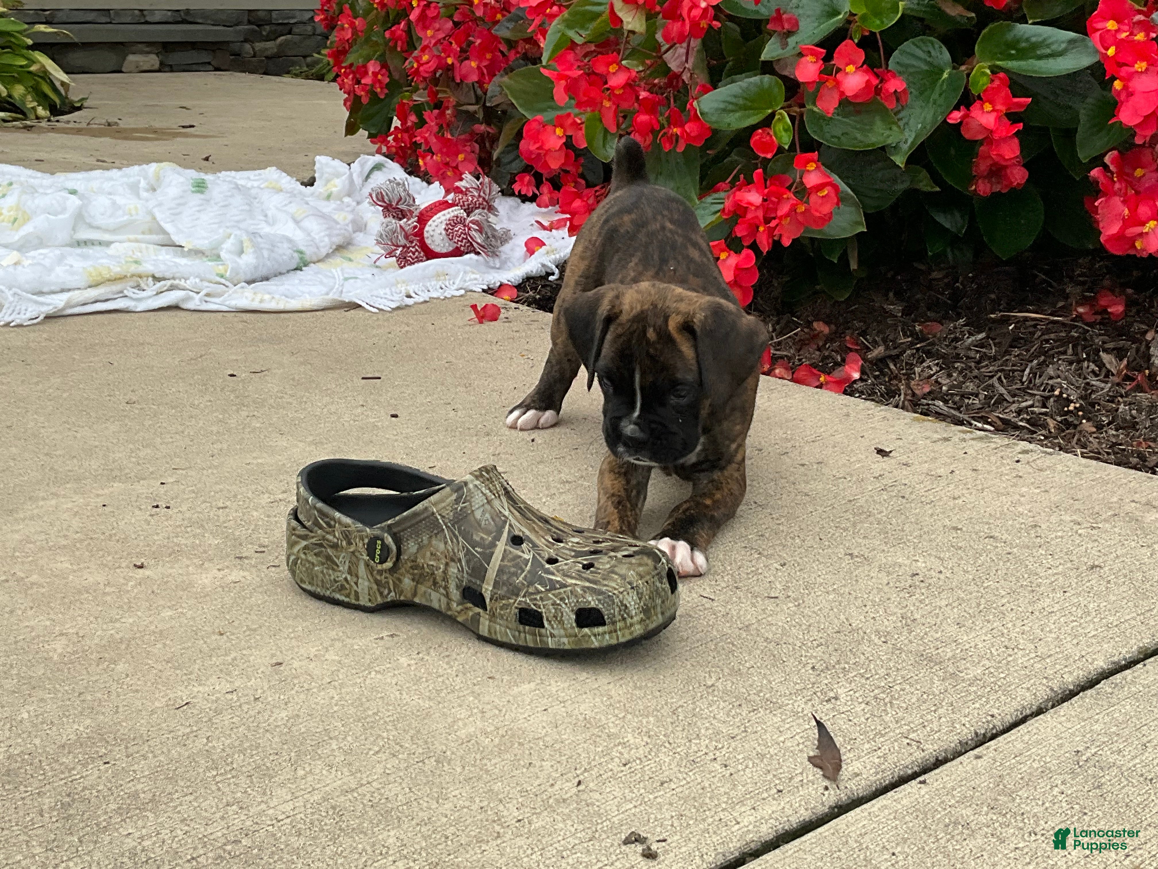 Boxer dogs Kiara - Ad 2