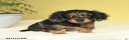 Miniature Dachshund dogs for sale: Justin - Ad 4