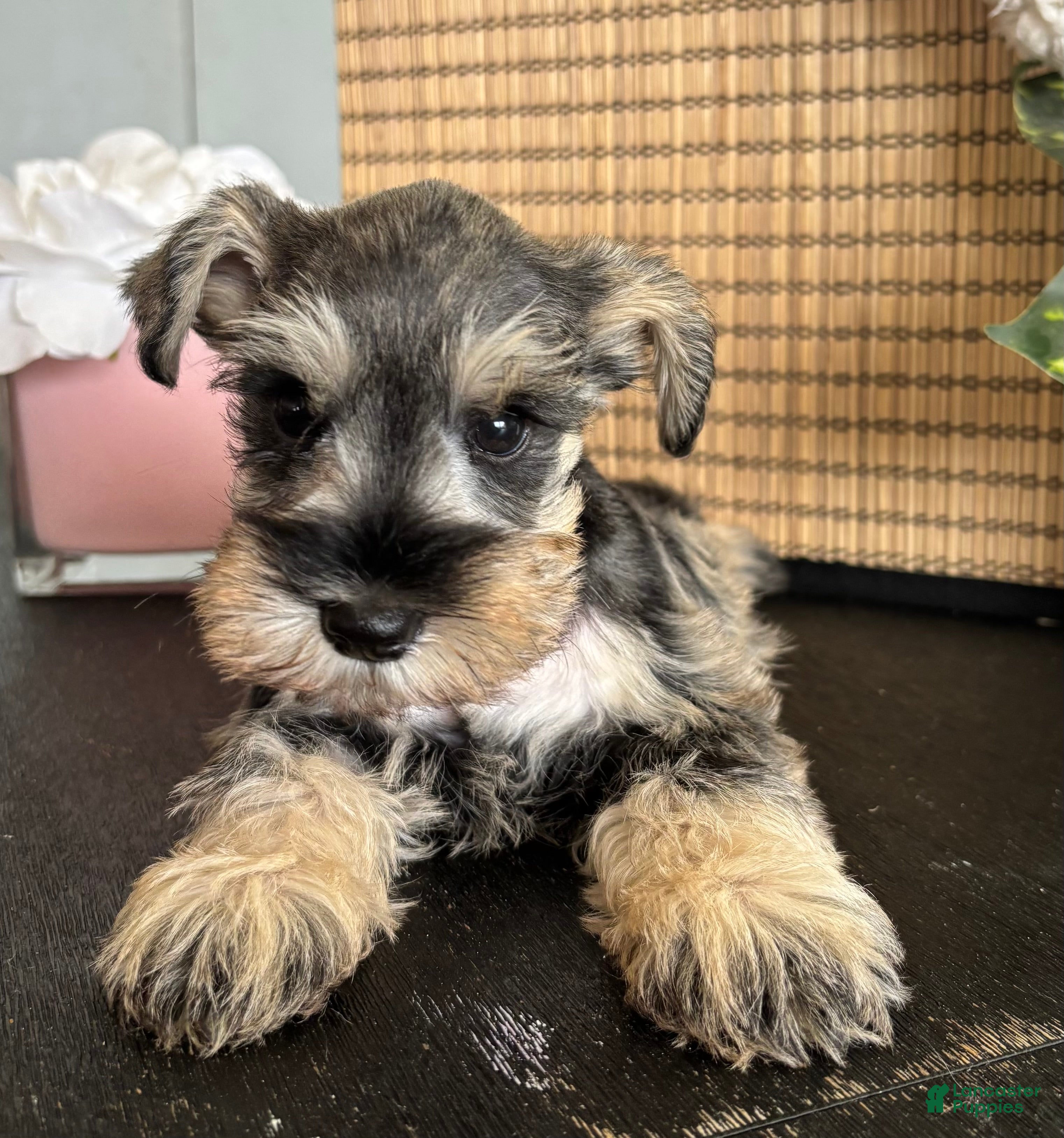 Miniature Schnauzer dogs Molly - Ad 1