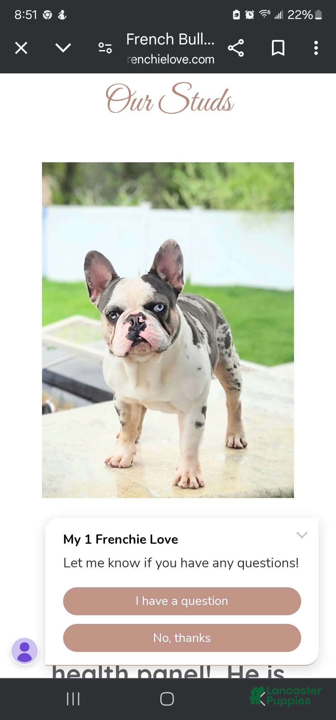 French Bulldog dogs for sale: Glamour - Ad 2