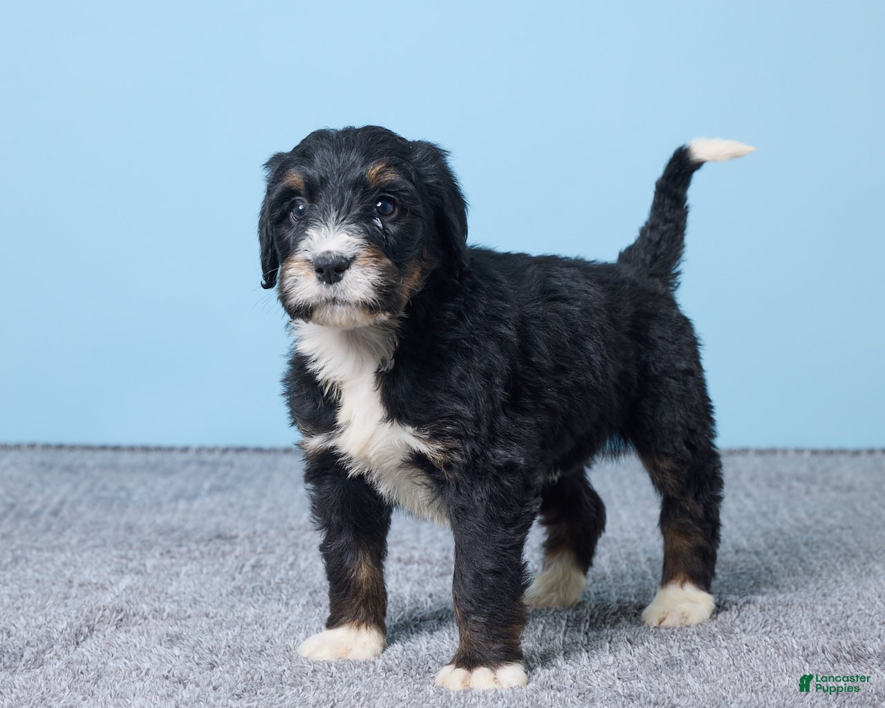 Bernedoodle dogs Heather - Ad 2