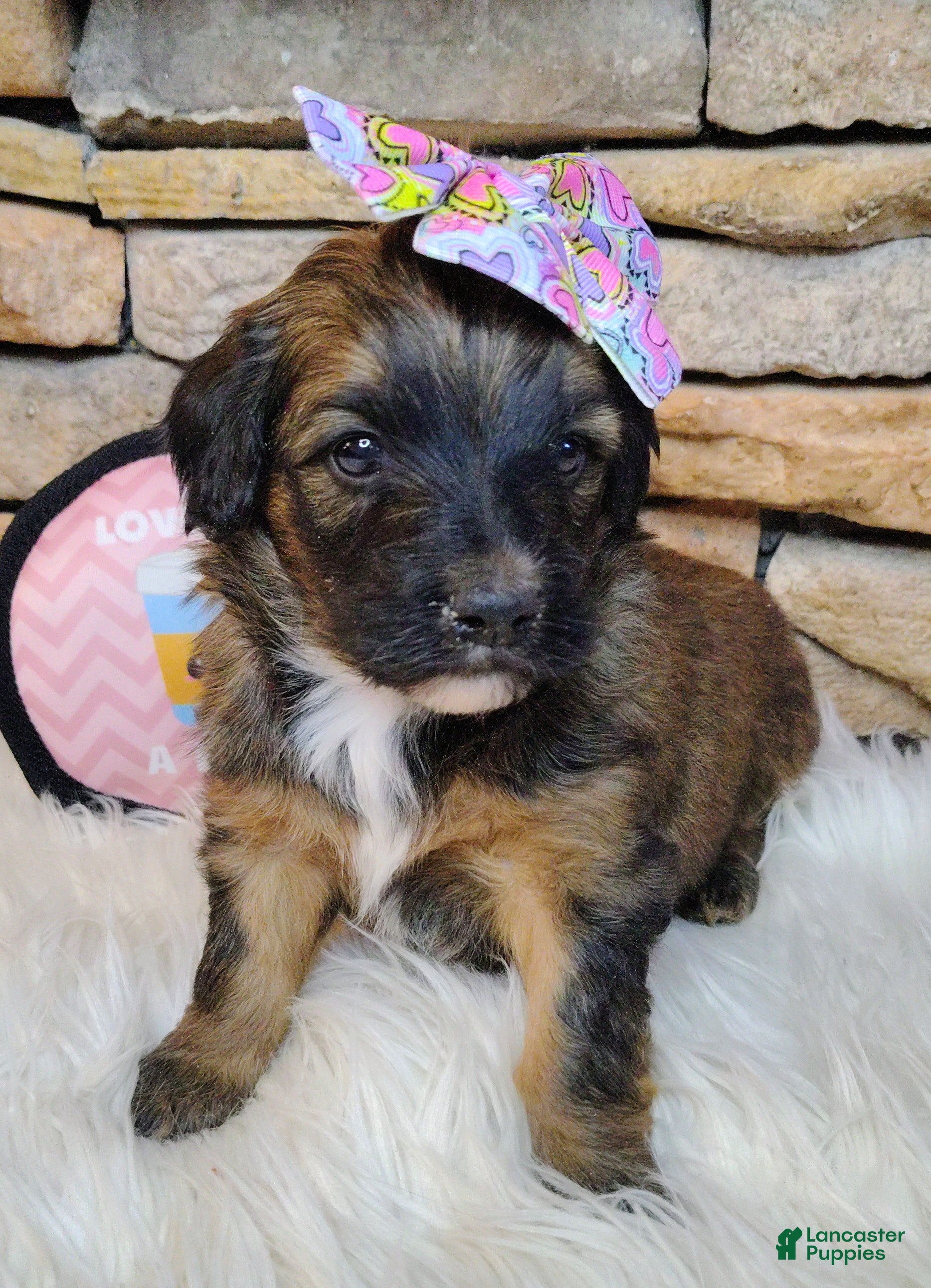 Saint Berdoodles dogs Rosie Cotton F1b Mini Saint Berdoodle - Ad 2