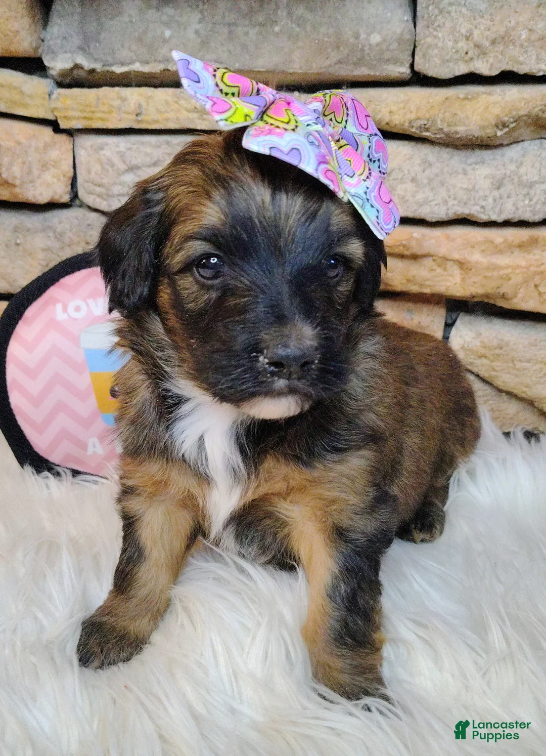 Saint Berdoodles dogs for sale: Rosie Cotton F1b Mini Saint Berdoodle - Ad 2