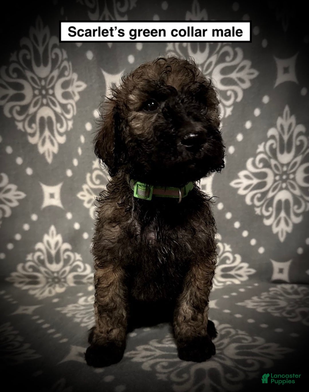 Standard Poodle dogs for sale: AKC Scarlet's Green Collar Male - Ad 1