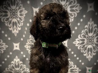 Standard Poodle dogs AKC Scarlet's Green Collar Male - Ad 35