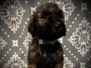 Standard Poodle dogs AKC Scarlet's Green Collar Male - Ad 25