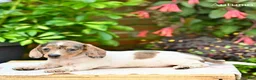 Miniature Dachshund dogs for sale: Autumn  - Ad 5