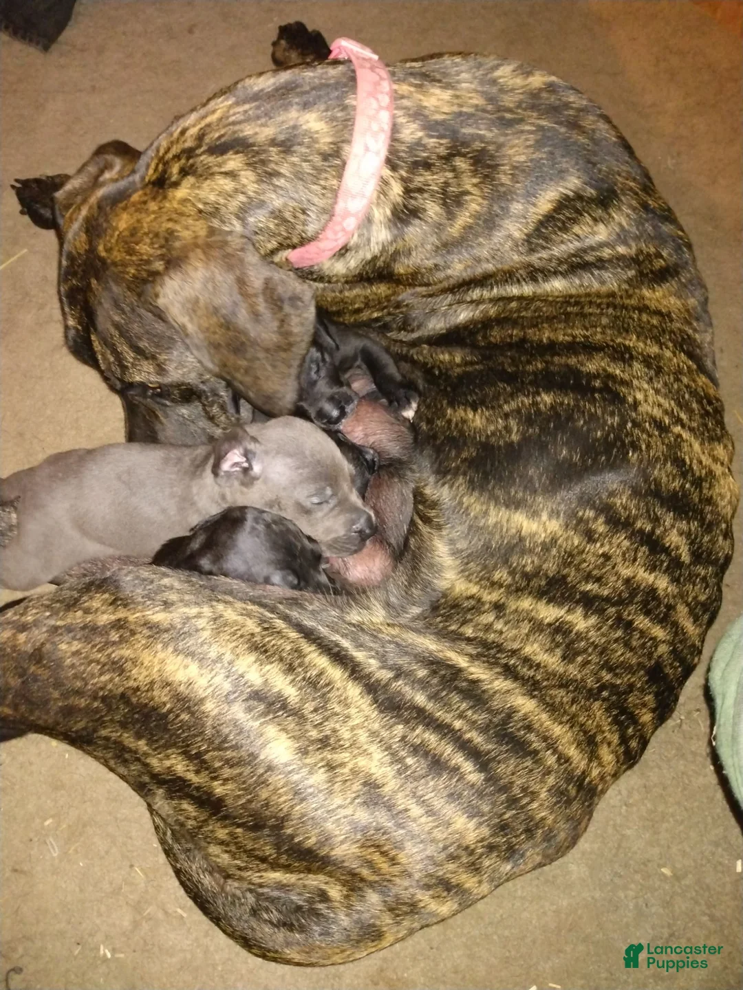 Great Dane dogs for sale: Great Dane 12 - Ad 2