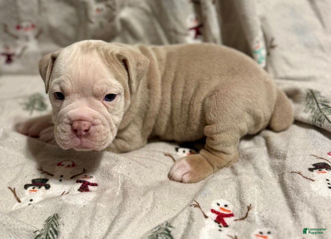 Olde English Bulldogge dogs for sale: John  - Ad 4