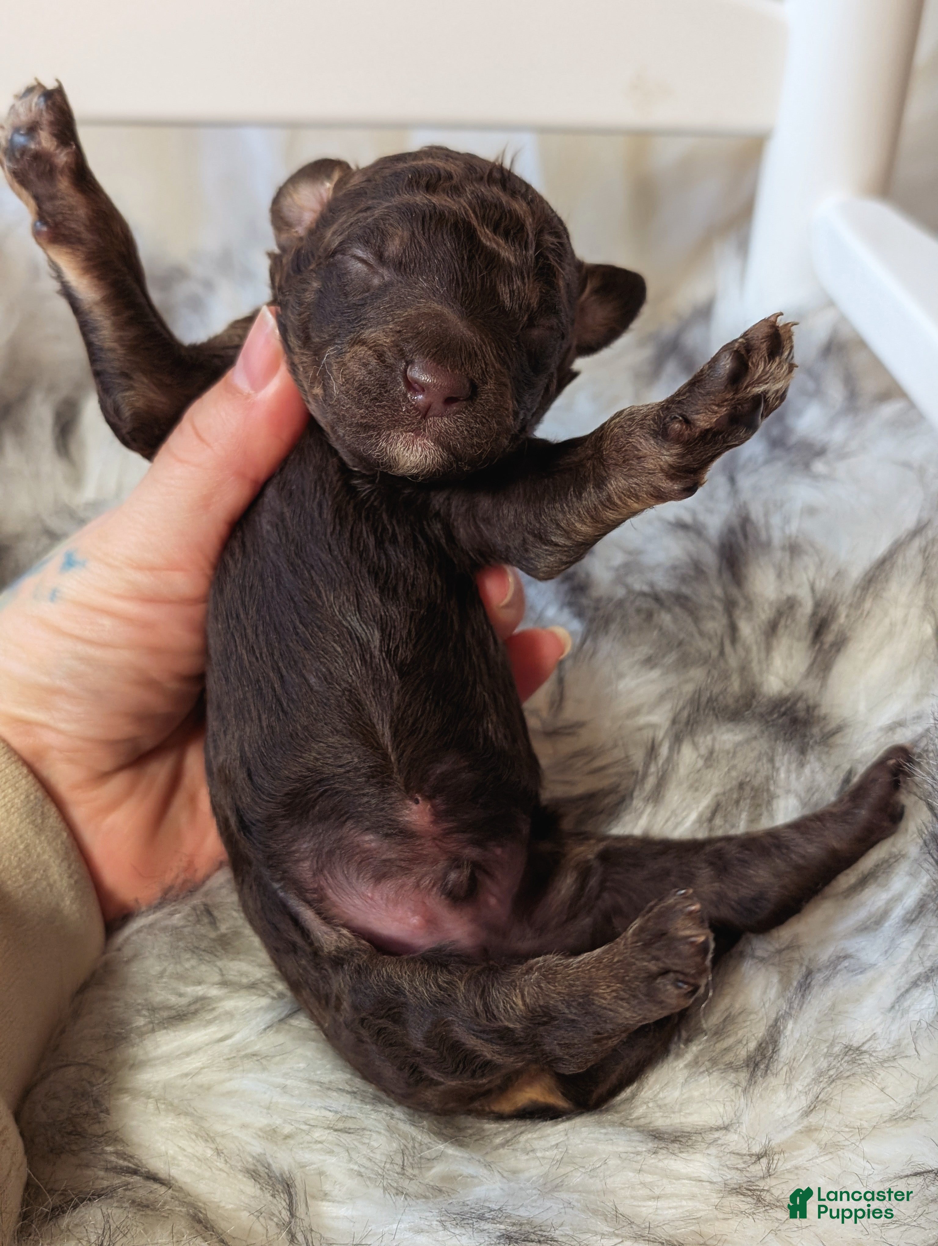 Mixed Breed dogs ROCKY - Ad 2