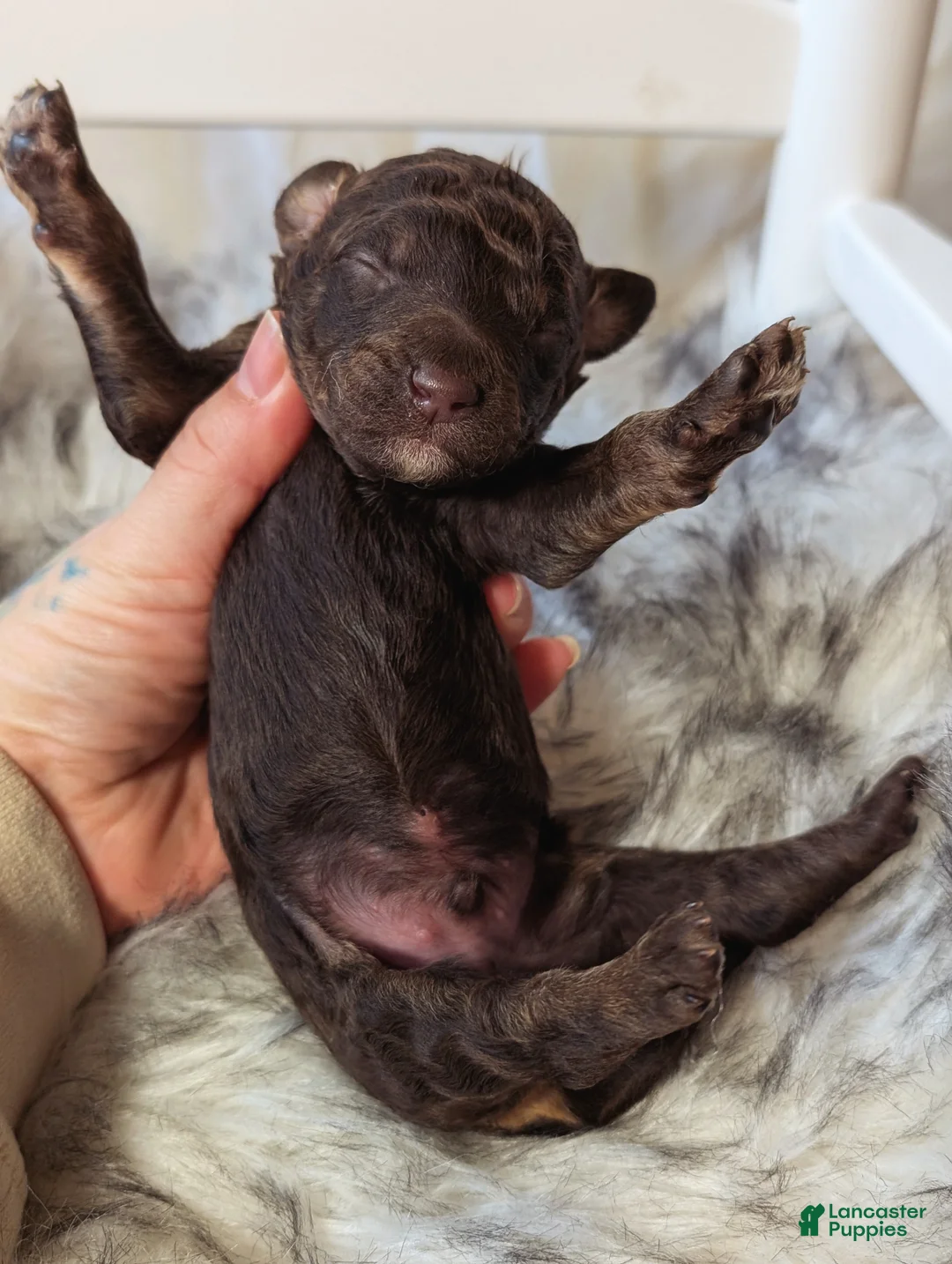 Mixed Breed dogs for sale: ROCKY - Ad 2