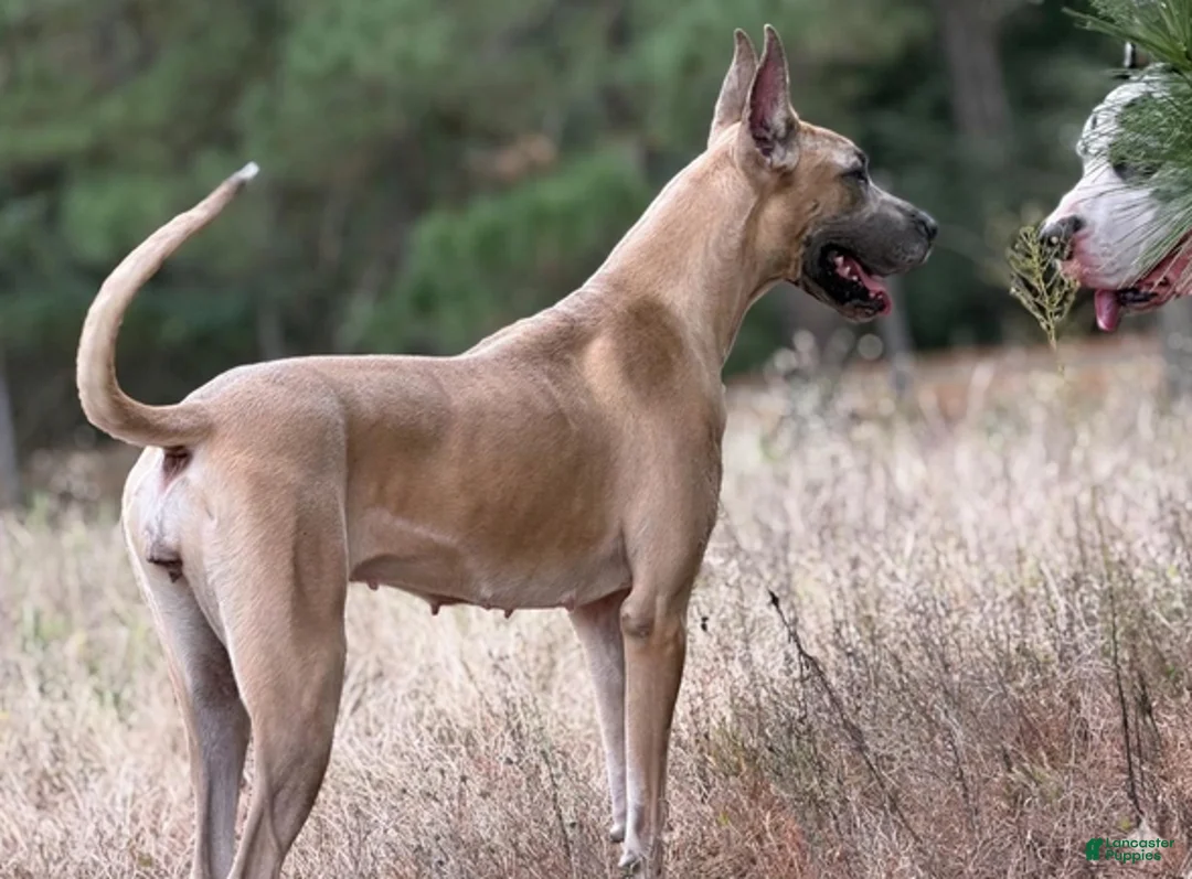 Great Dane dogs for sale: Eleven - Ad 11