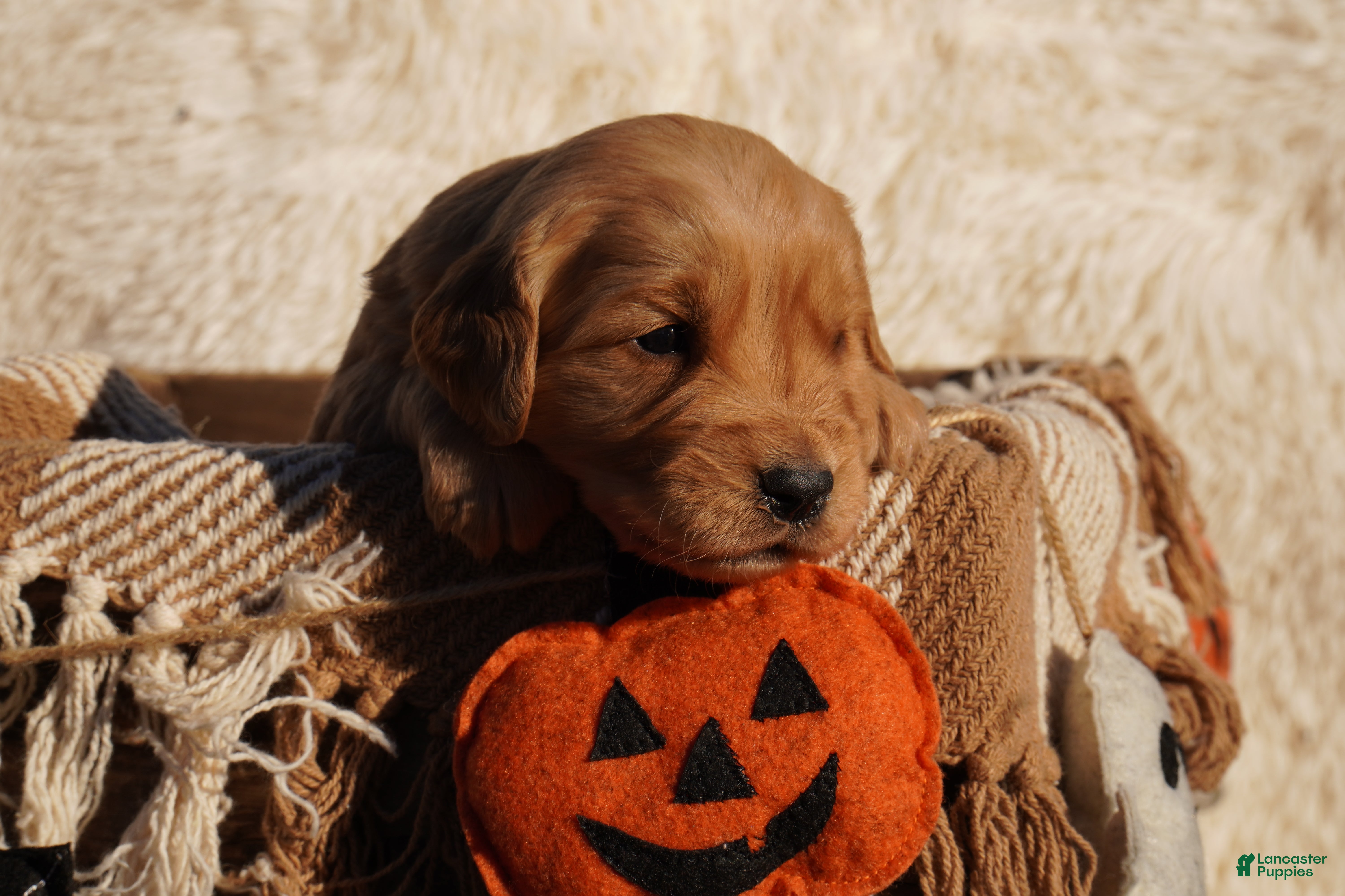 Golden Retriever dogs Liz - AKC, Genetically Clear - Ad 1