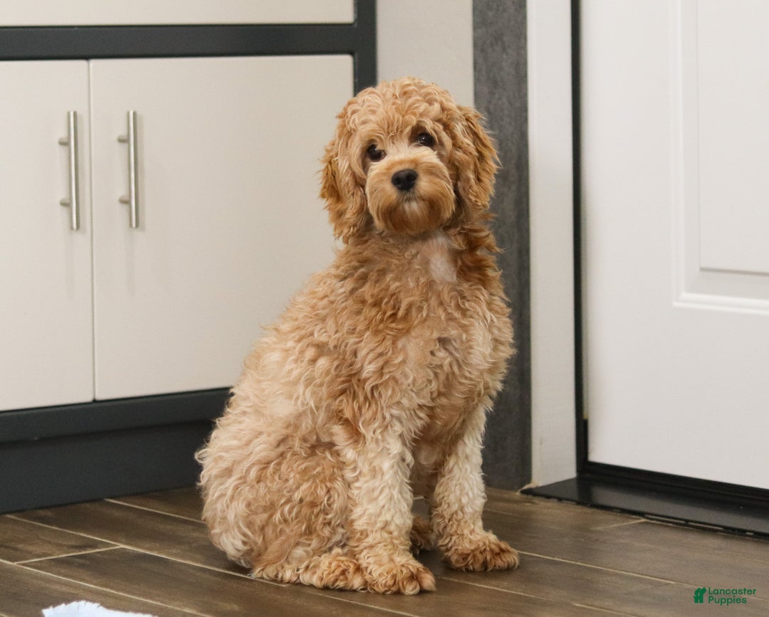 Cavapoo dogs for sale: Bailey - Ad 6