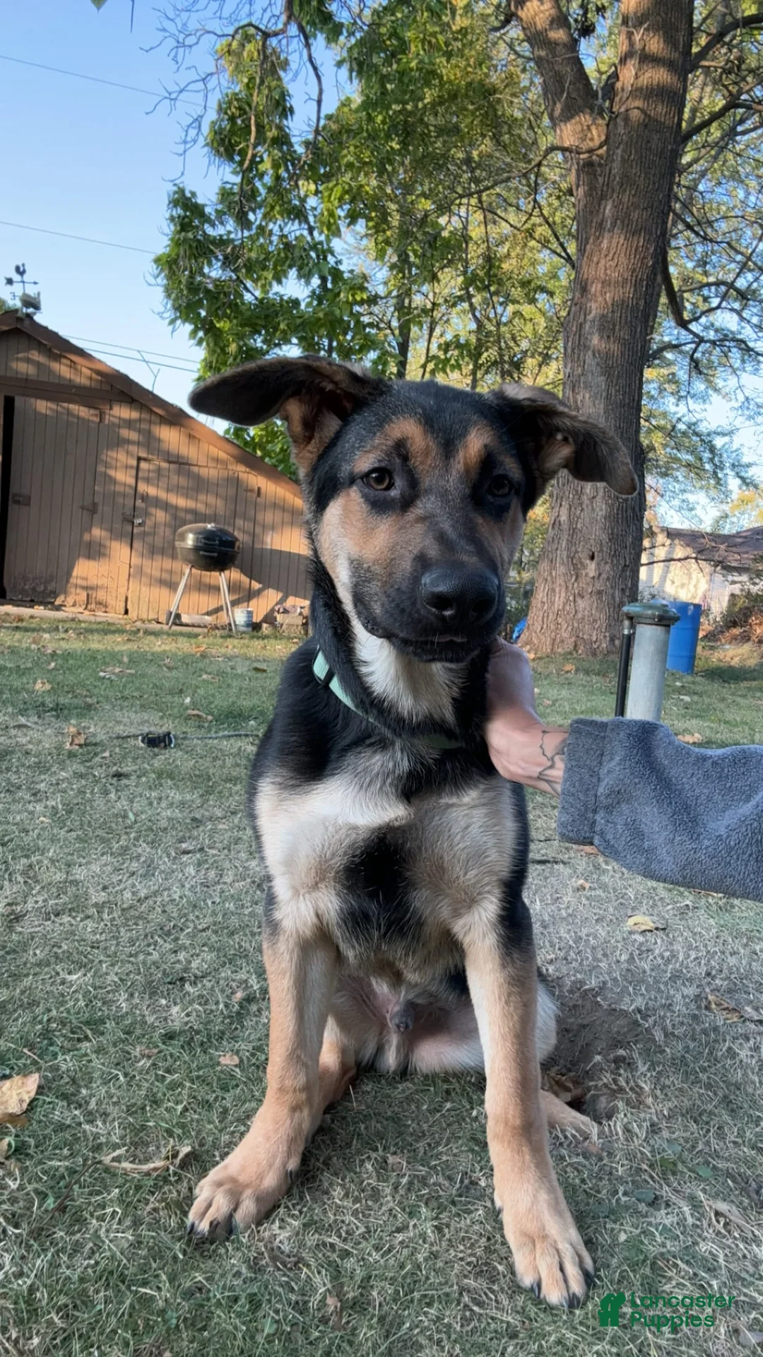 Gallery Image {{count}}