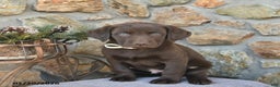 Labrador Retriever dogs for sale: Jaden  - Ad 1